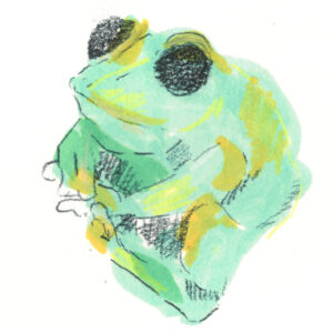 frog illustration