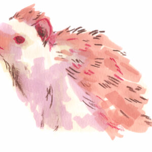 illustration (11)