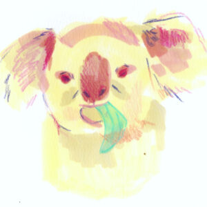 koala illustration