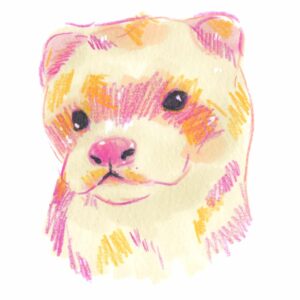 ferret illustration